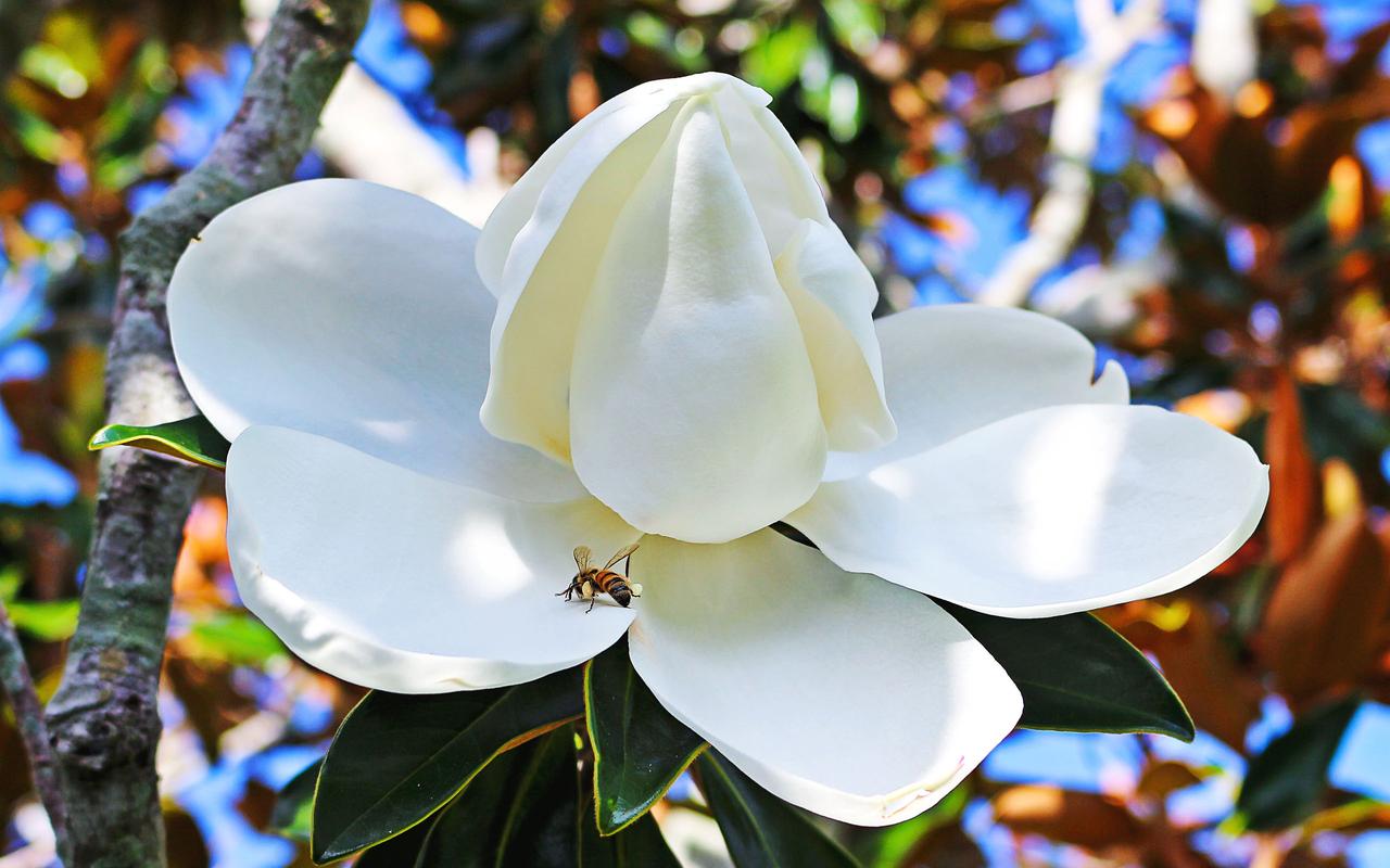 白玉蘭圖片大全高清寬屏電腦桌面壁紙