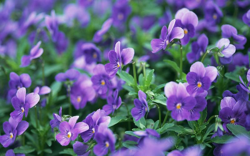 紫色花朵圖片高清電腦桌面壁紙