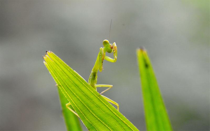 綠色清新螳螂高清攝影電腦壁紙圖片大全下載